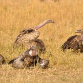  The Serengeti, TZ